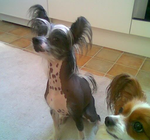 Old Chum's Evening Star