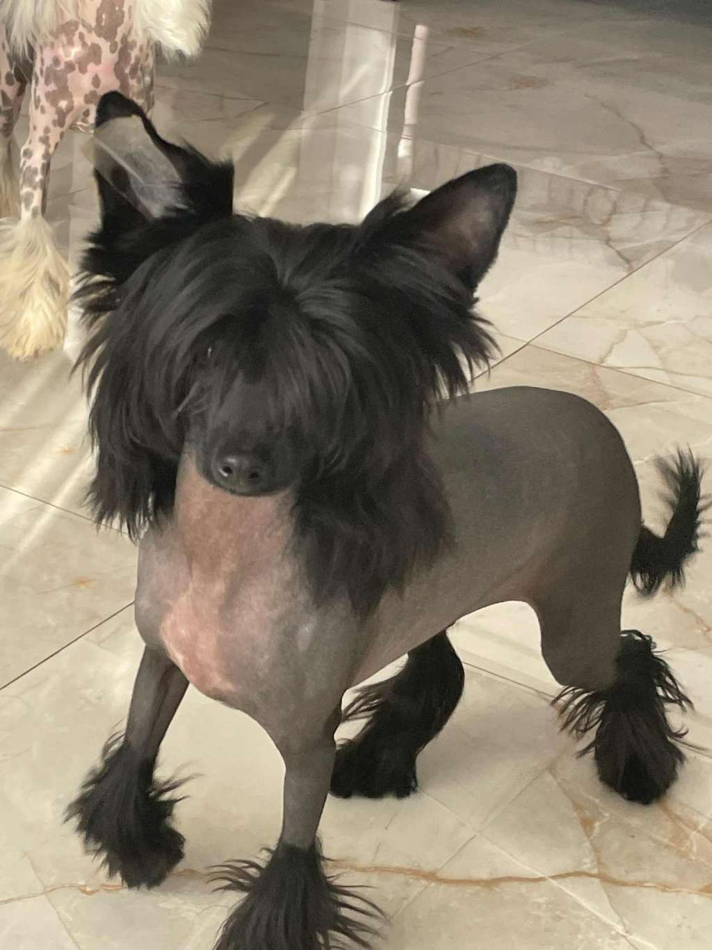 Nami Kings of Dreams