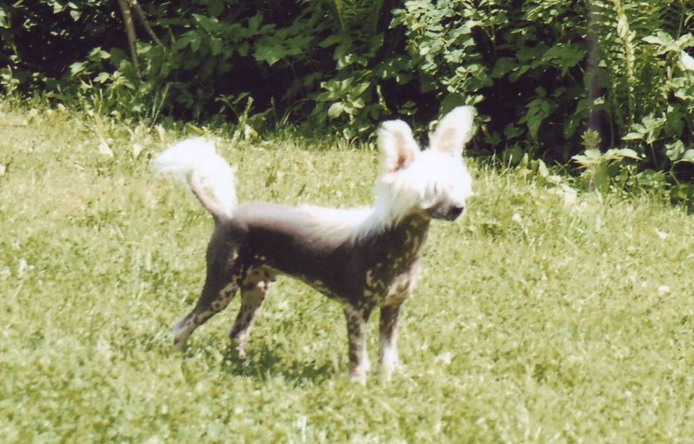 Bernadott Nataki Fan Rok