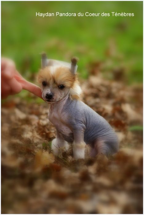 Haydan Pandora du Coeur des Ténèbres