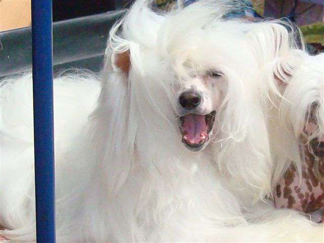 Koreke Geb Terra Cultus With Xioma