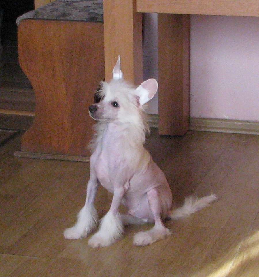 Marlon Exotic World FCI