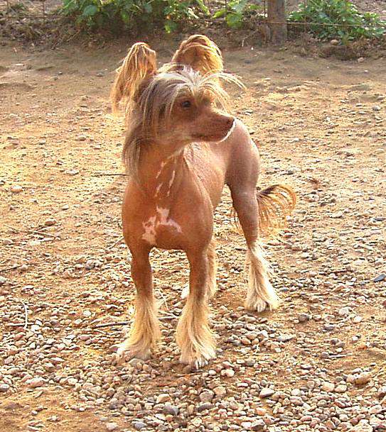 Perl Magic Istoriya Lyubvi