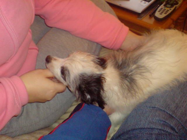 Kenmilleven Bat Wings