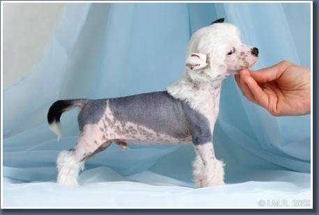 Arctic Glow Zeliger Galaxy Master 