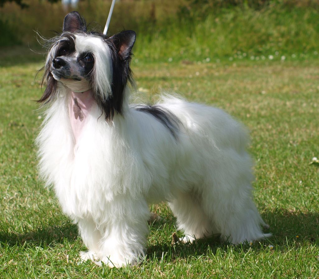 Solino's Designed by Destiny