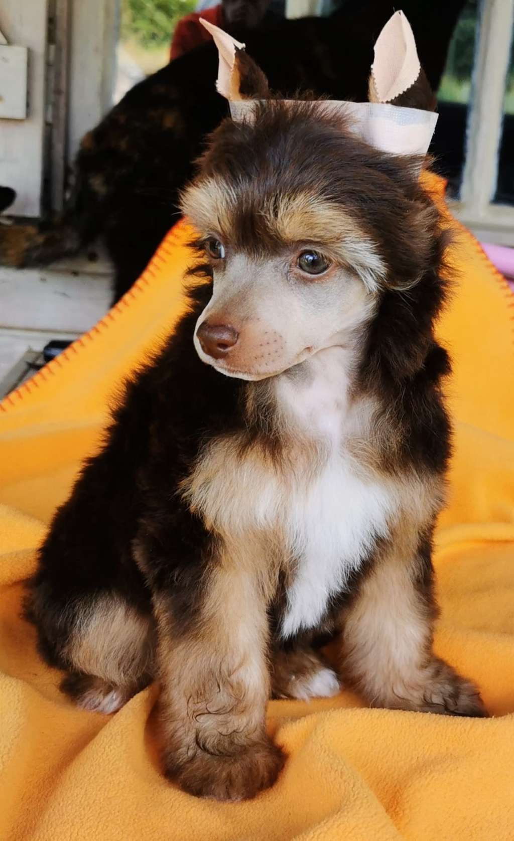 Something Else Titleist