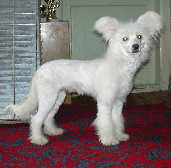 Tamerlan Beshtau Bogemskij Chrustal