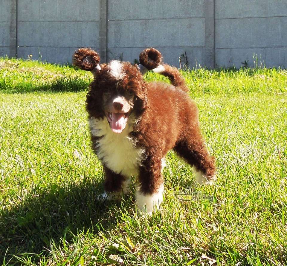 Muso Grazioso Kajica Dmytro Kuzma Mychajlo