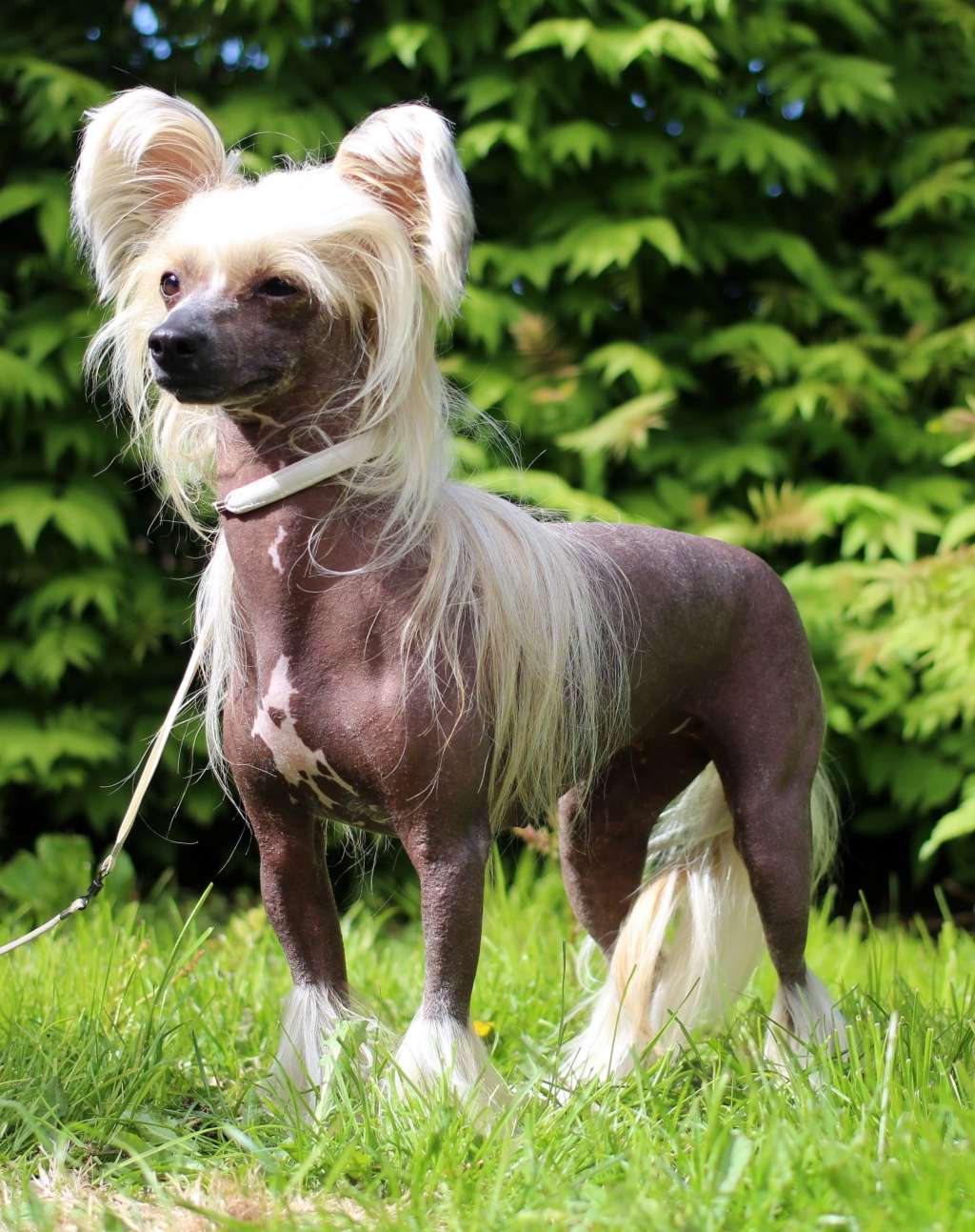 Artic Flyer's Wild Free and Sassy