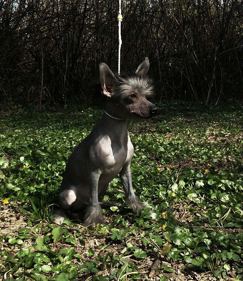 Joyera's Crested Dali