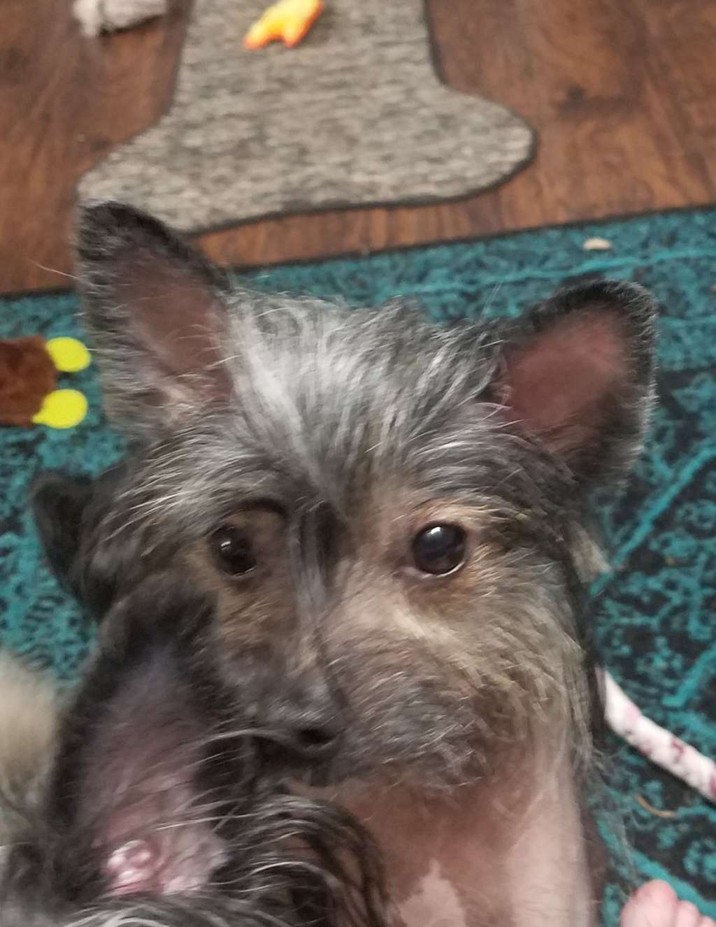 Altacrest Palmetto Spring into Action