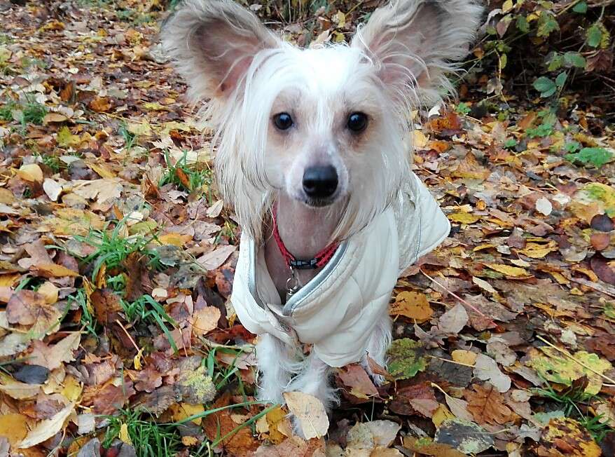 Askiena Ambre Velura