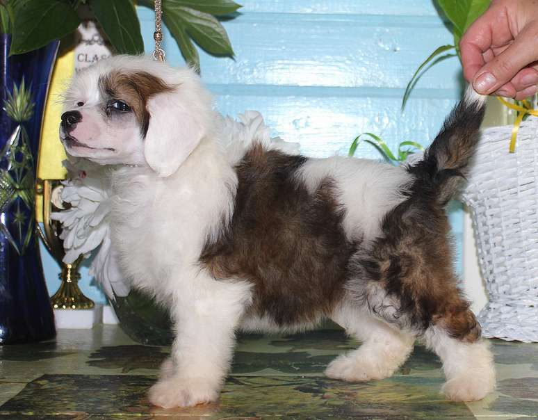 Angel O' Check Randewue