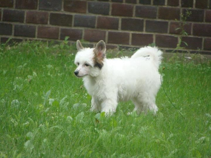 Rachel Sidabrine tuopa