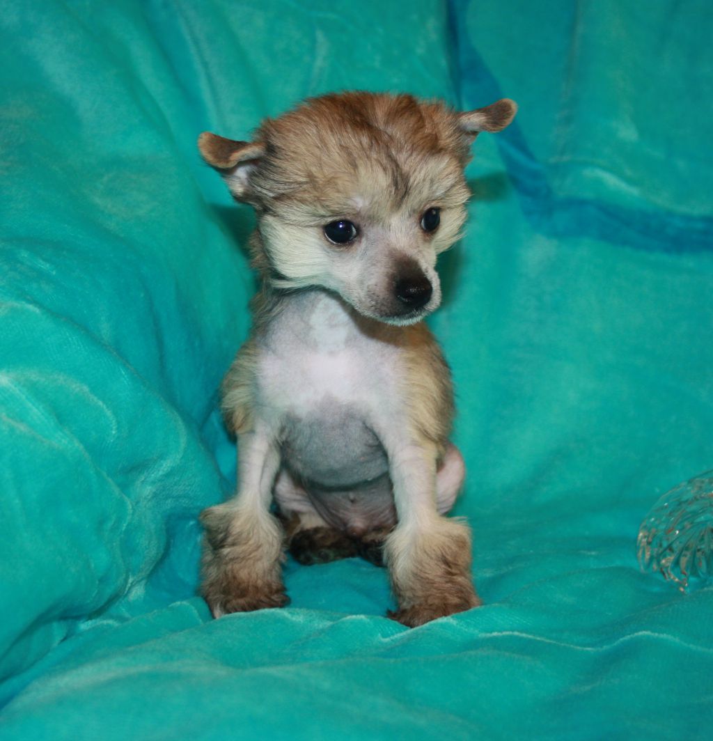 Odeon Kvin Of Enzhels