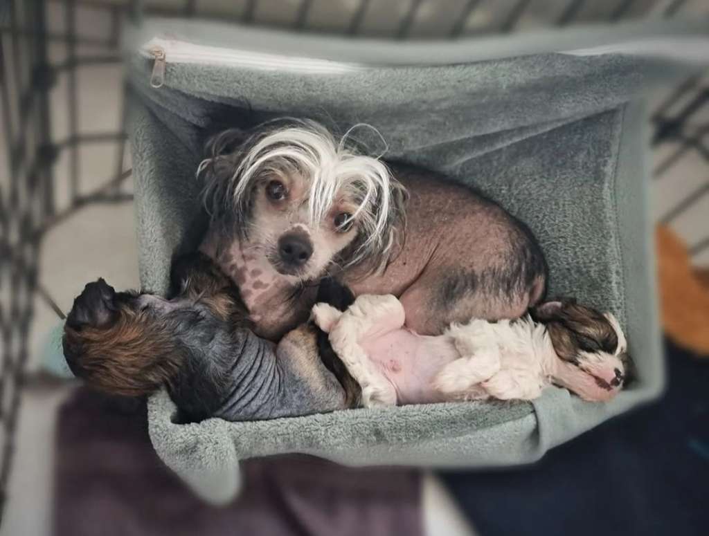 Íssólar Long live the King