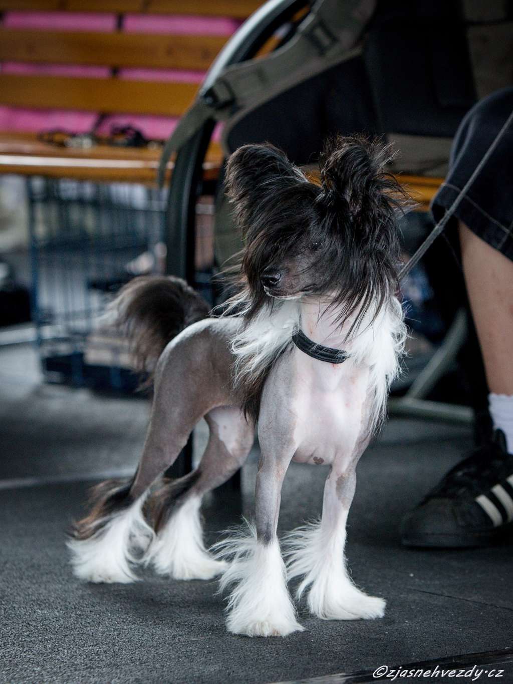 Elvira z Jasne hvezdy