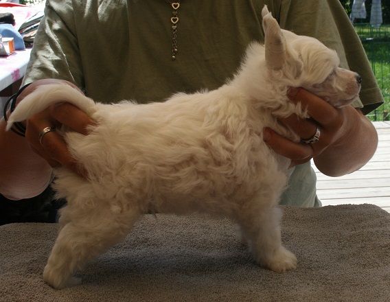 Denize'z Gizmo'z Prinze Shrek