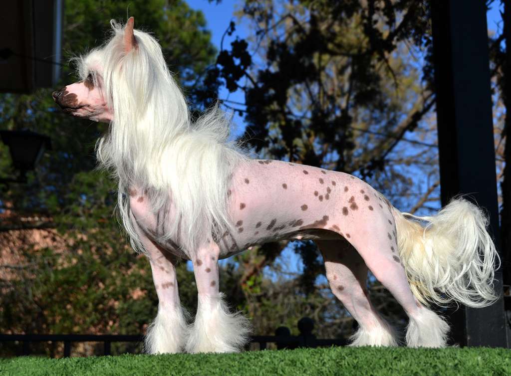 Apriori Vip Kiss De Sothis