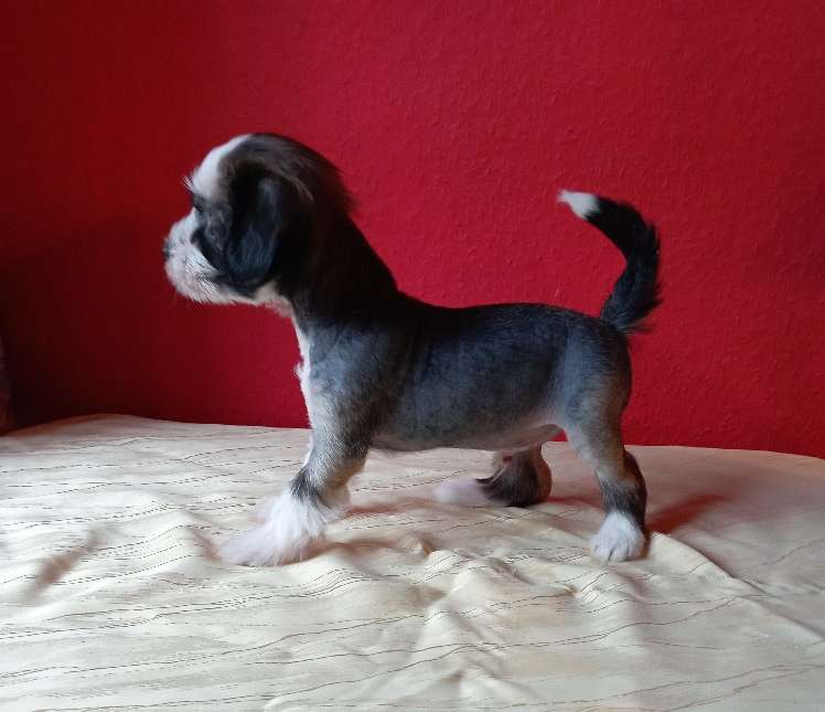 Arun von den Lawitzer Cavelln