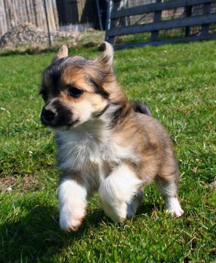 Be My Dog's Yum Yum Orange