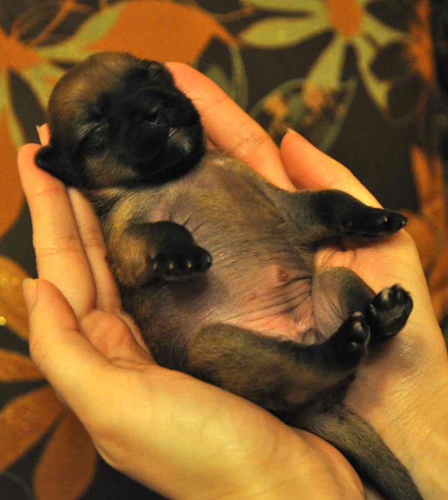 Crystal Soul Daniella Beauty