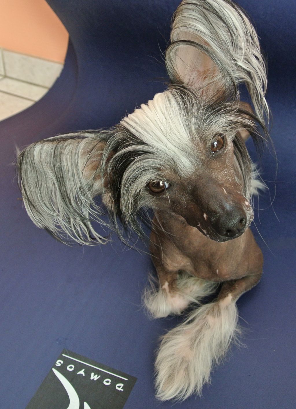 Forever Young Du Domaine De Cha Su Bao