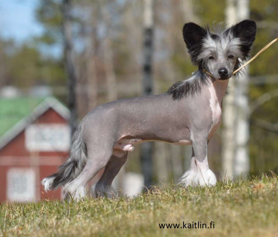 Kaitlin Naughty Or Nice Manosaur