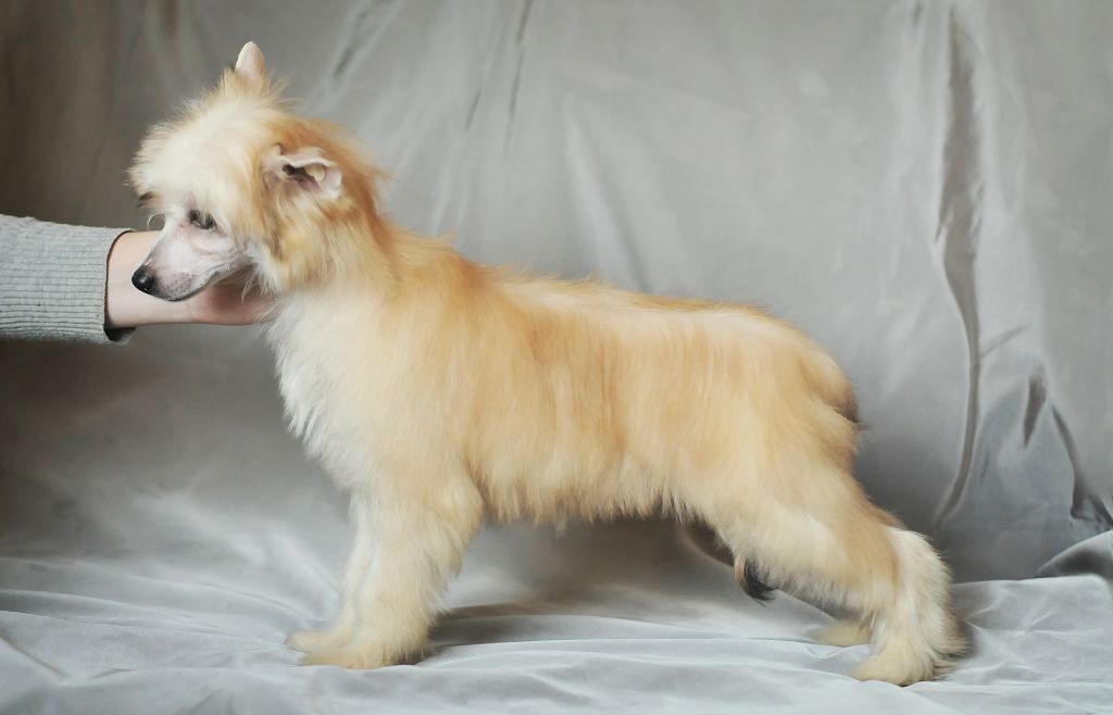 Karnelius Velikaya Knyazhna