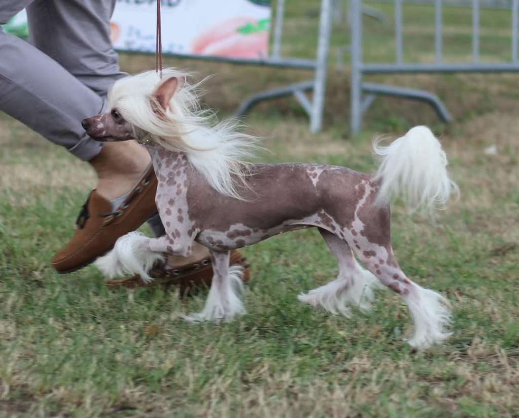 Coromar Dolce Donatella