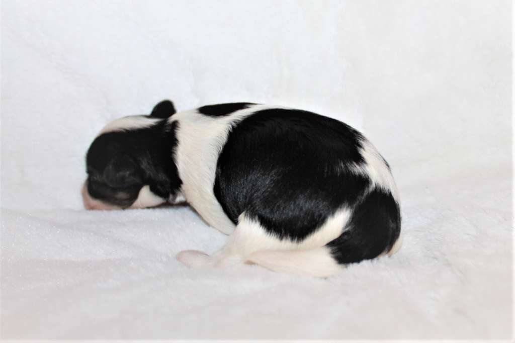 Del Terro Perros Ivanka