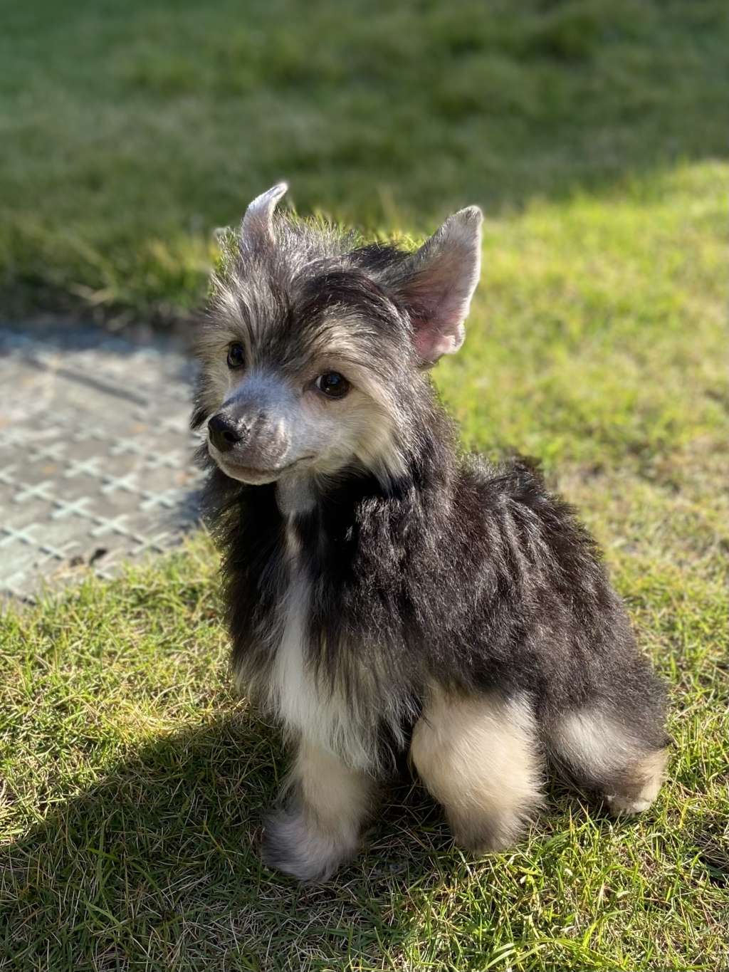 Rosa sinensis kennel