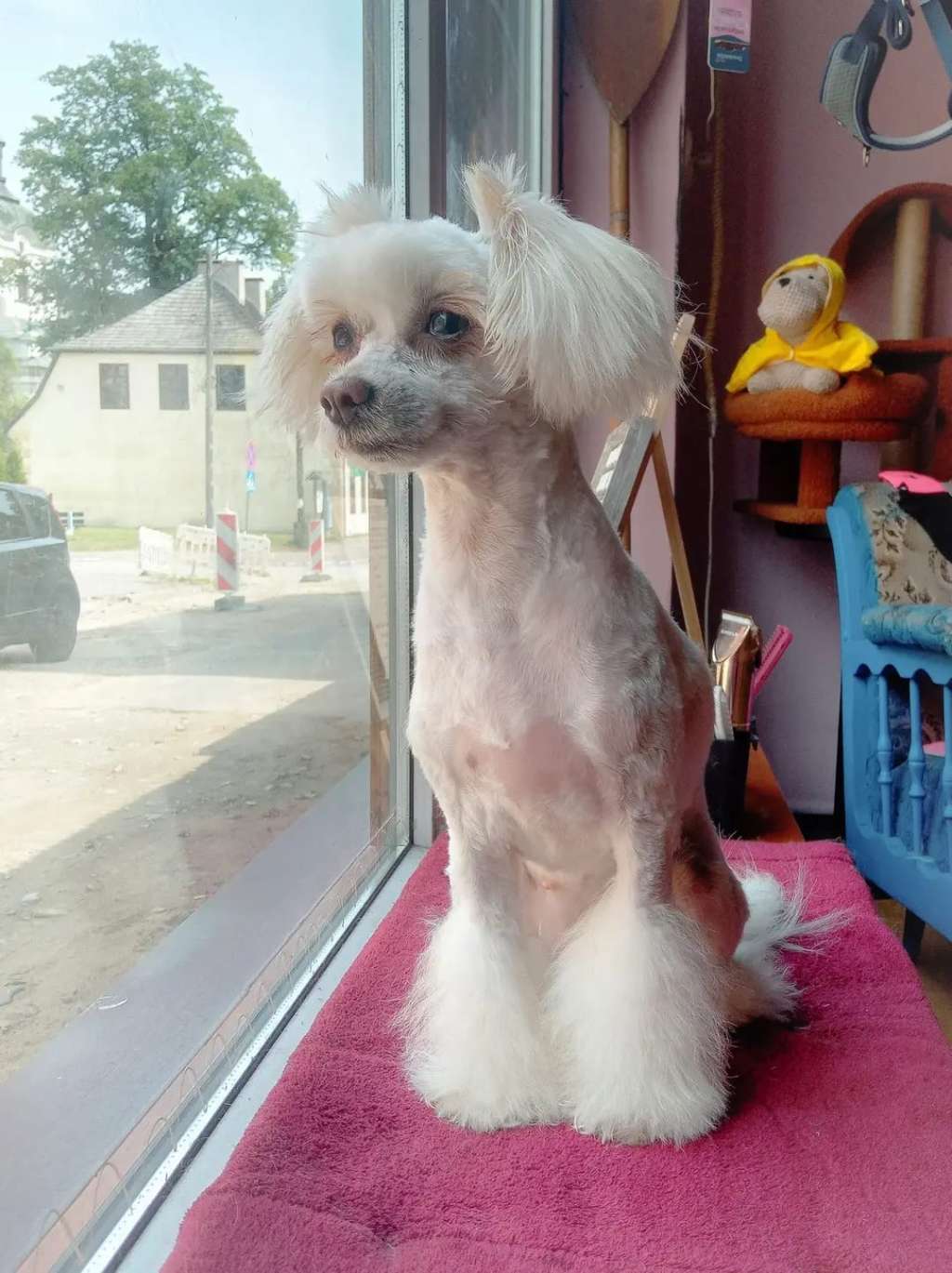 Jasminowa Dama Sasima