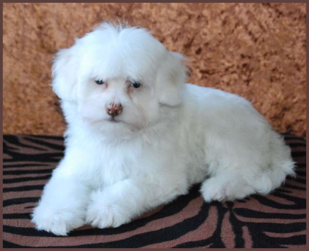 Hello World of Roxy's Pride