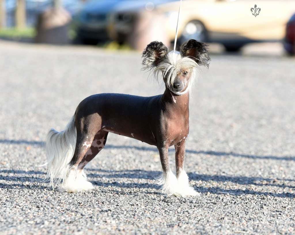 Royalette's Famous Last Words