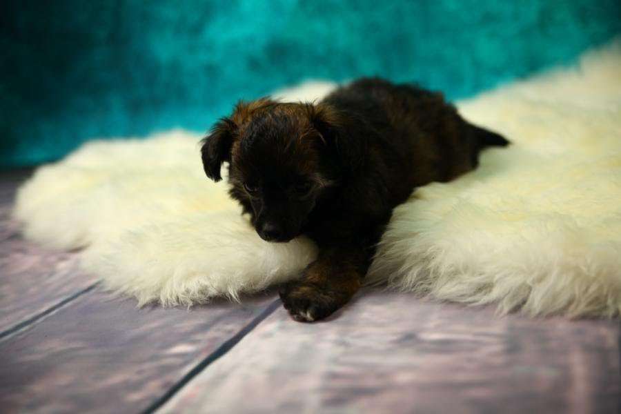 Ever so Clever von Natelberg