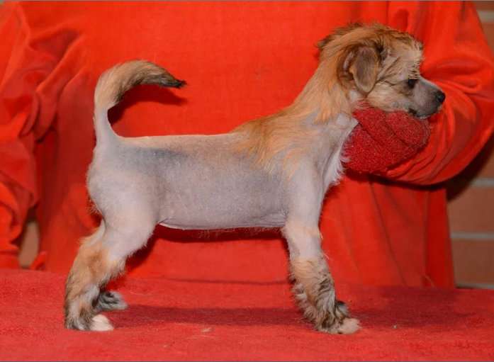 Sasquehanna (FCI) Nektarynka