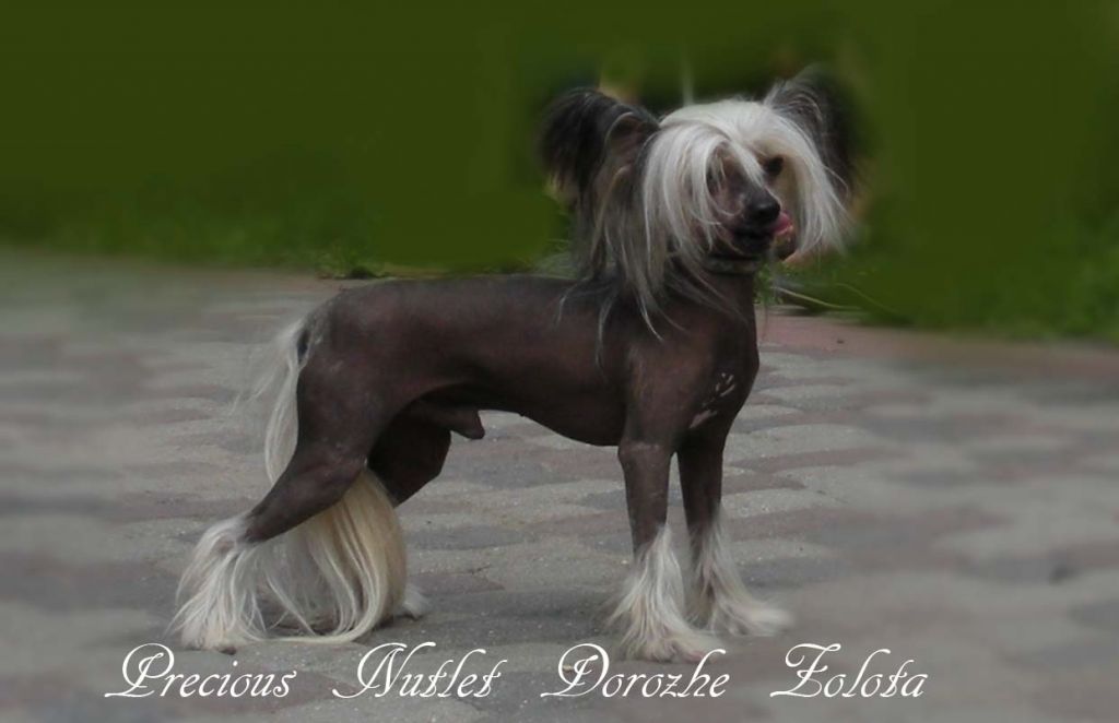 Precious Nutlet Dorozhe Zolota