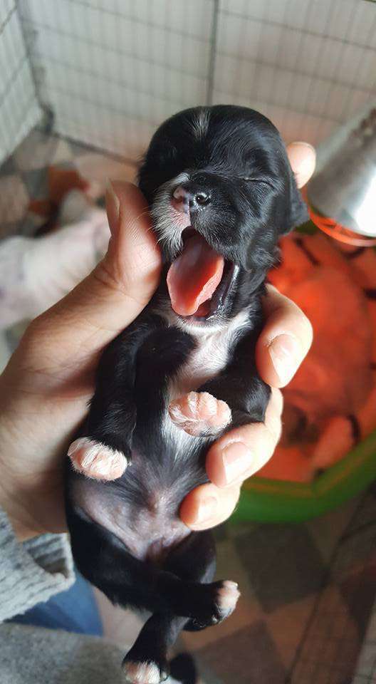 Maximilla's Dark Rose