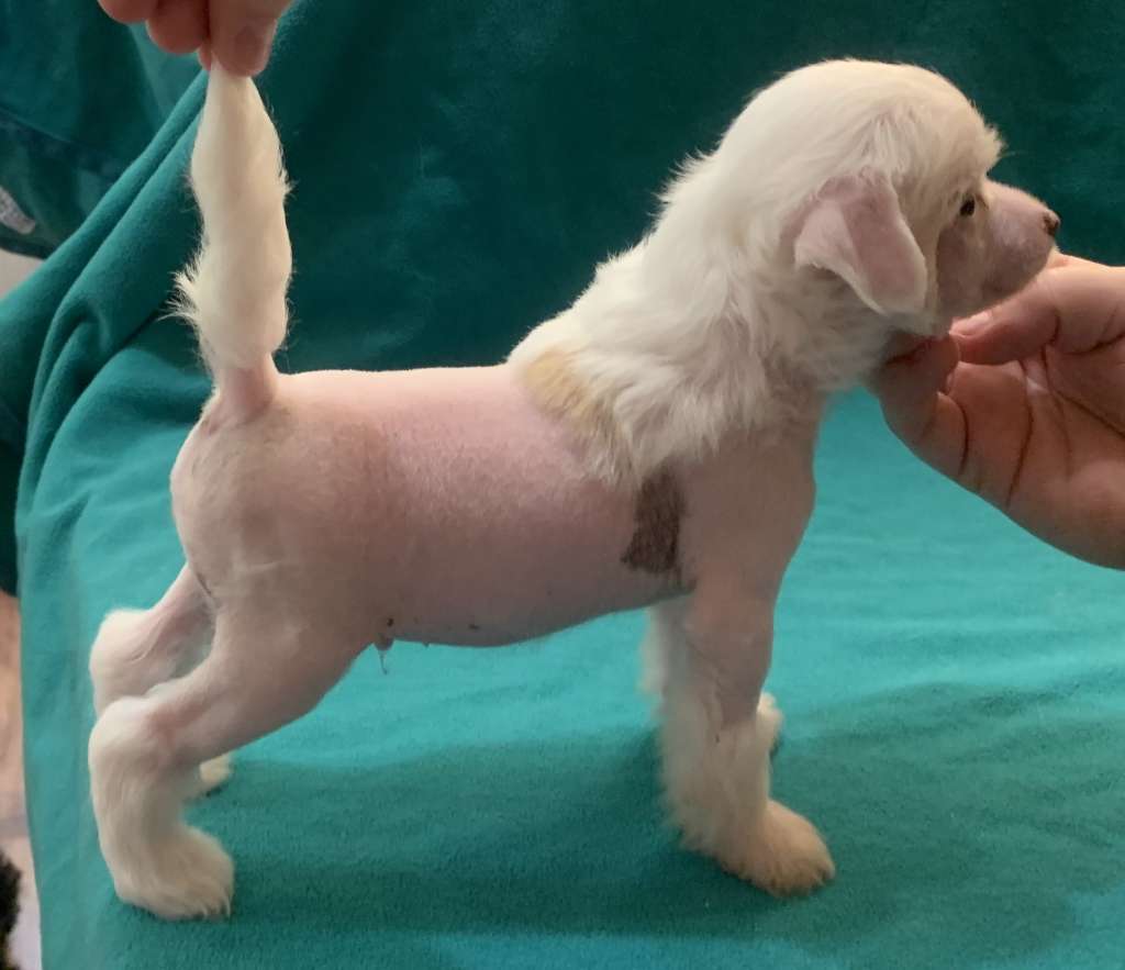 Chicavallo El Cortez