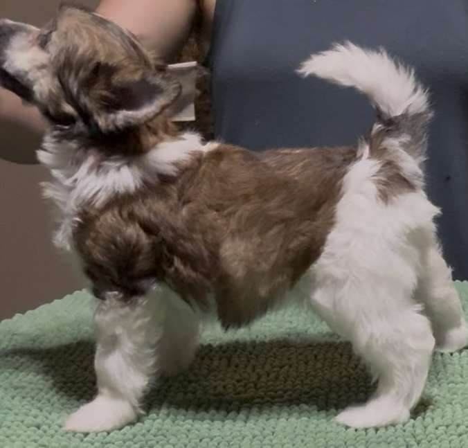 Fronklinn's Kiwi Flower