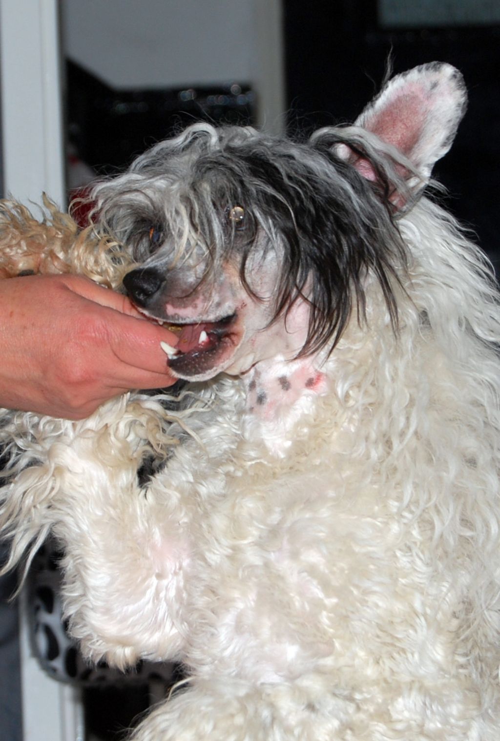 Untouchable's Nobodys Perfect