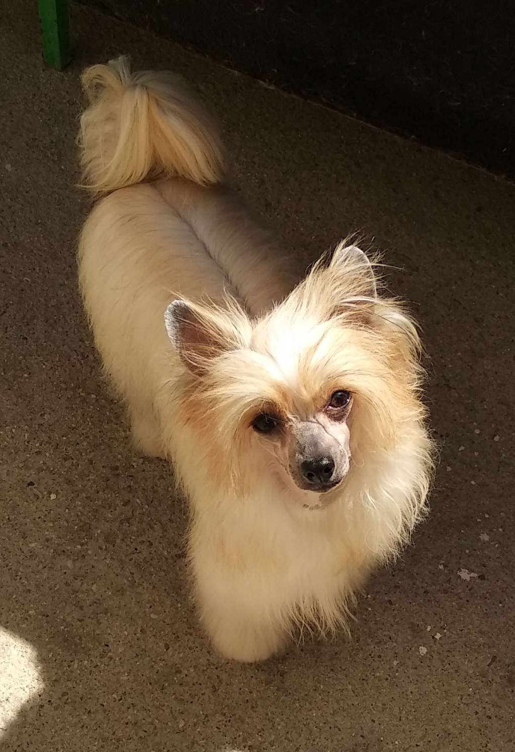 Magnus Staff Quick-Steps