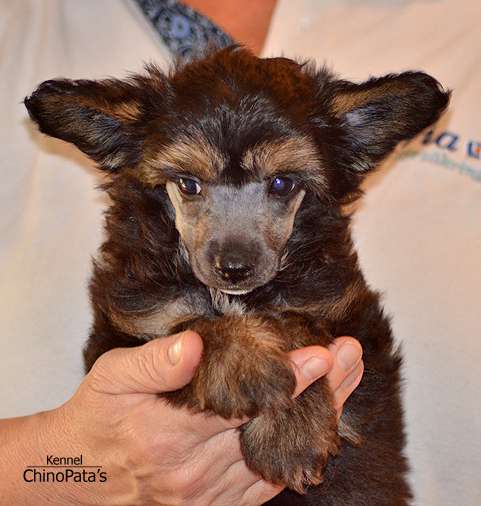 ChinoPata's Oh My Gadh