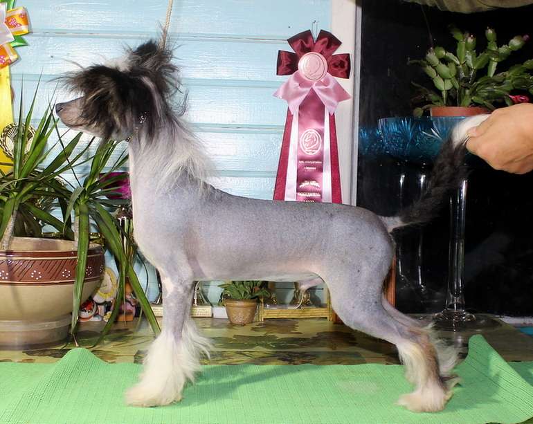 Angel O' Check Oleg  Veshii