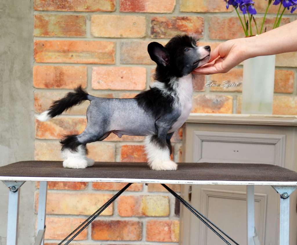 Etno Spiit Notorious