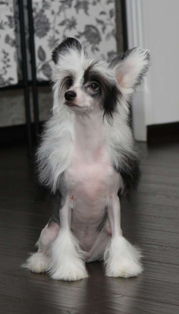 Fantastik Kashmir Lady Gaga