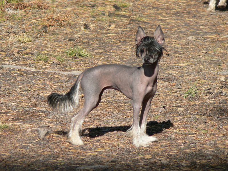 Bayard Griss Mirabilis Gemma