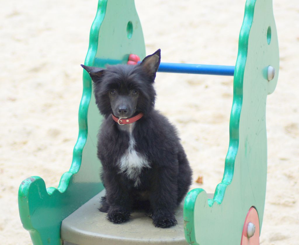 Campari King of Diamonds 